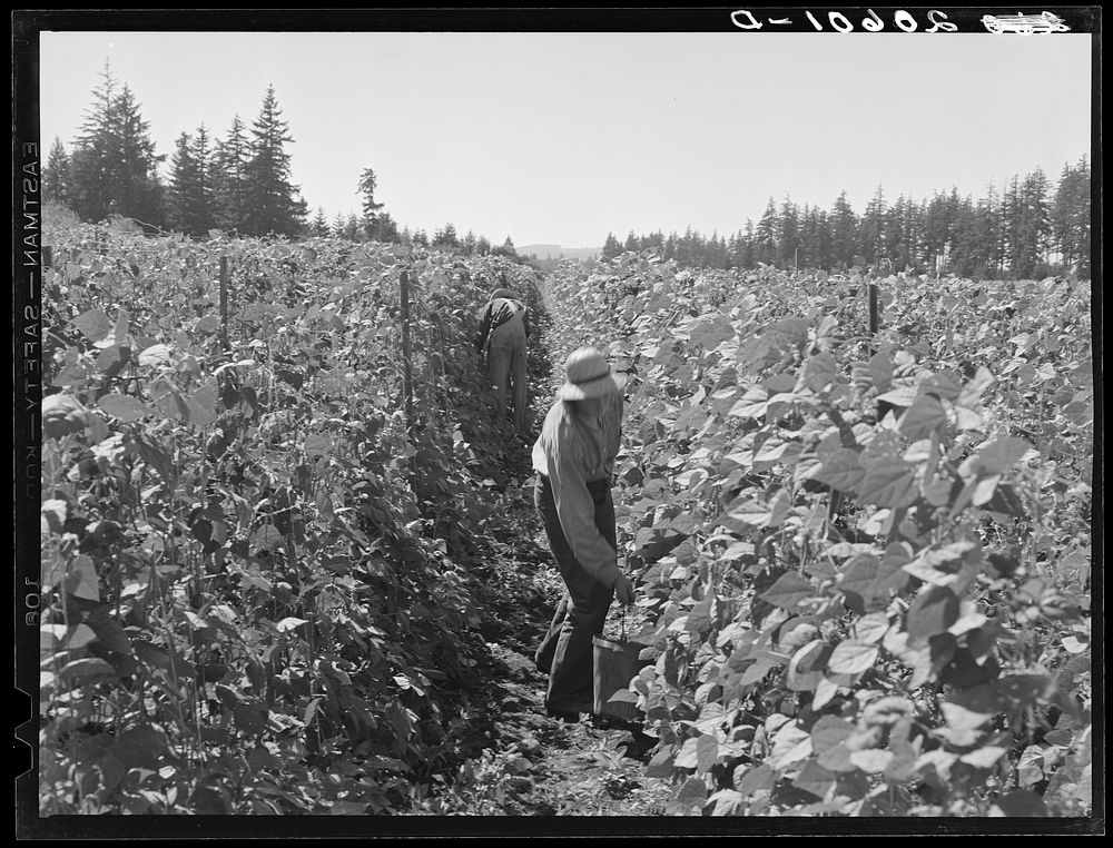 [Untitled photo, possibly related to: Bean pickers at harvest time. Pickers in foreground came from South Dakota. Oregon…