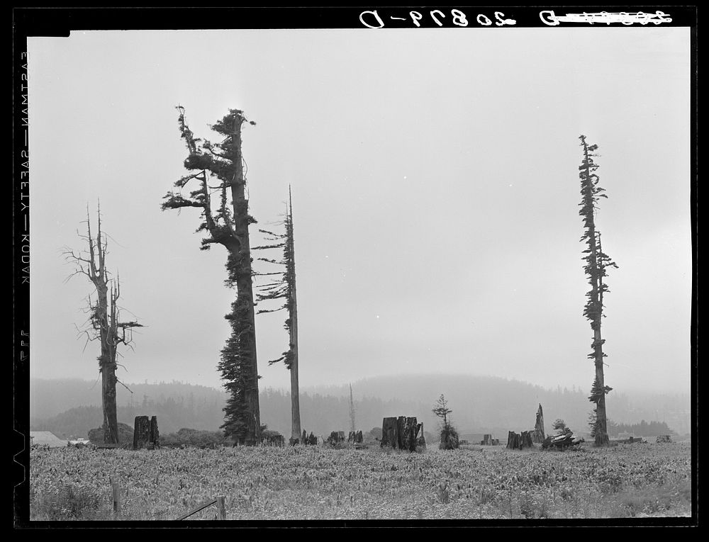 [Untitled photo, possibly related to: Redwood trees and stumps on redwood highway. An active mill town of the Pacific Lumber…