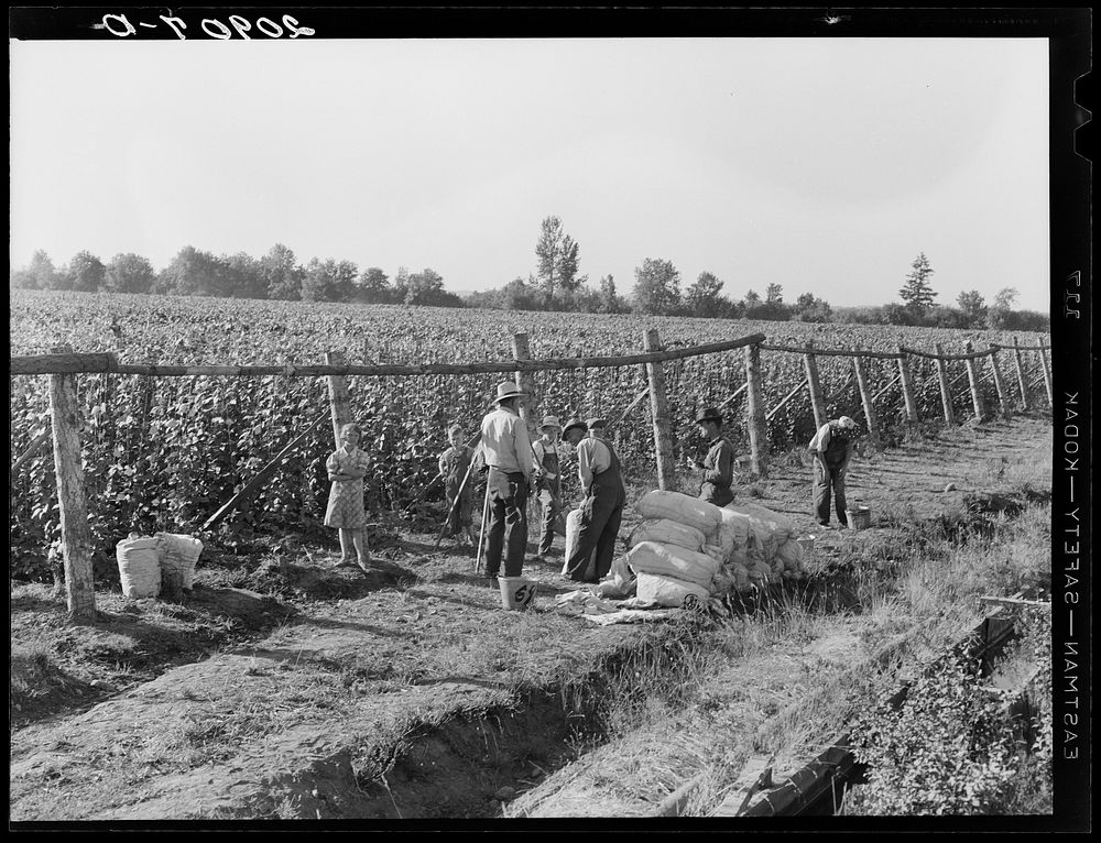 Weighting scales at edge of bean field. Near West Stayton, Marion County, Oregon. General caption number 46. Sourced from…