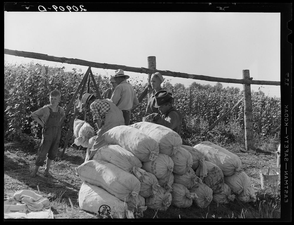 Beanfield. Weigh scales, pickers, and sacked beans at edge of field. Near West Stayton, Marion County, Oregon. General…