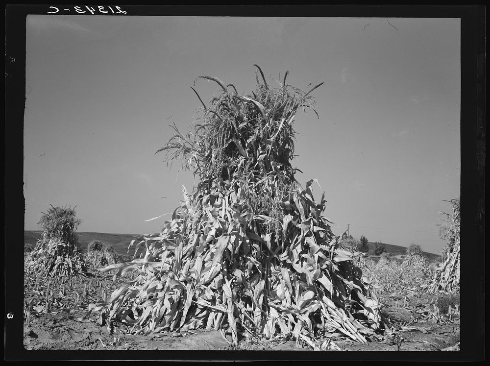 Field of corn in shock on farm of FSA (Farm Security Administration) borrower. Sunset Valley, Malheur County, Oregon.…