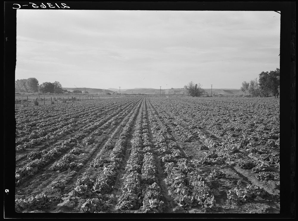 Lettuce field near Ontario, Malheur County, Oregon. Lettuce is the most speculative crop in Malheur Valley. It yielded two…