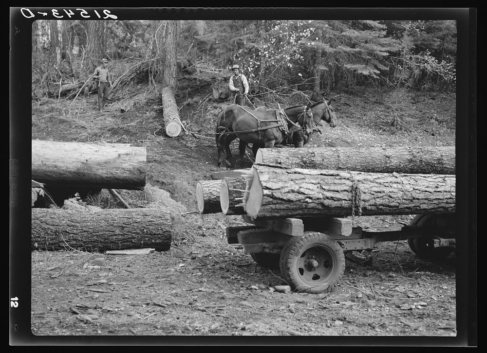 [Untitled photo, possibly related to: Members of Ola self-help sawmill co-op snaking a fir log down to the truck. Gem…