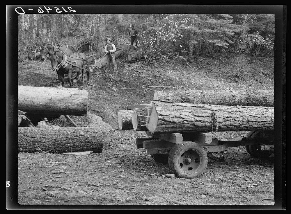 Members of Ola self-help sawmill co-op snaking a fir log down to the truck. Gem County, Idaho. General caption 48. Sourced…