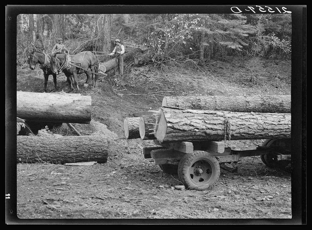 [Untitled photo, possibly related to: Members of Ola self-help sawmill co-op snaking a fir log down to the truck. Gem…