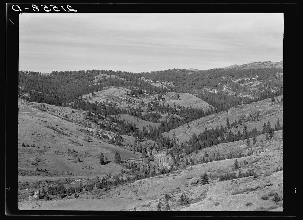 [Untitled photo, possibly related to: Upper end of Squaw Creek Valley near the mill, showing part of the timber resources.…