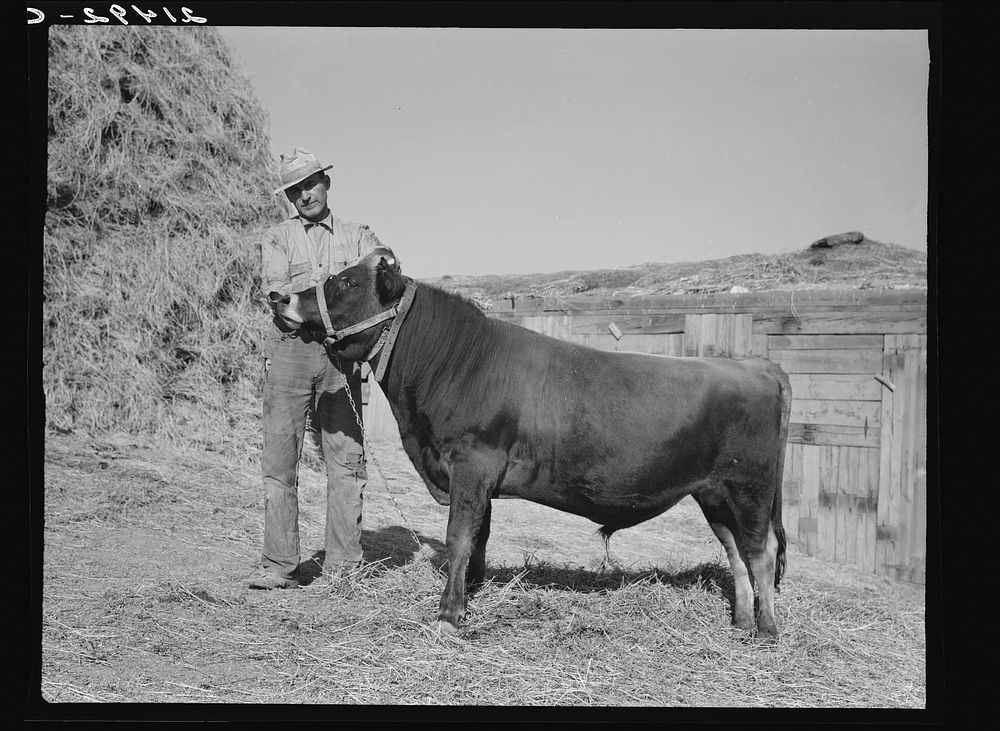Mr. Botner with bull which he owns co-operatively with a neighbor under FSA (Farm Security Administration) co-op agreement.…