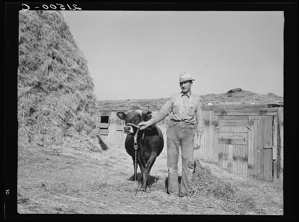 [Untitled photo, possibly related to: Mr. Botner with bull which he owns co-operatively with a neighbor under FSA (Farm…