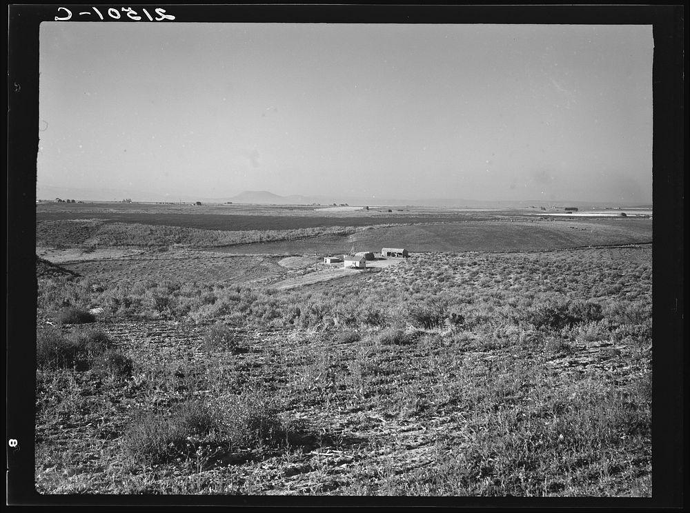 Nyssa Heights, Malheur County, Oregon. Sage bush, hay field, farmstead, cattle in pasture. All farms in this view belong to…