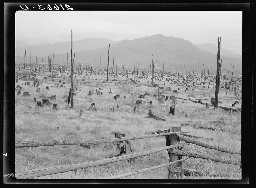 Stumps and sags on uncleared land. Priest River country, Bonner County, Idaho. General caption 49. Sourced from the Library…