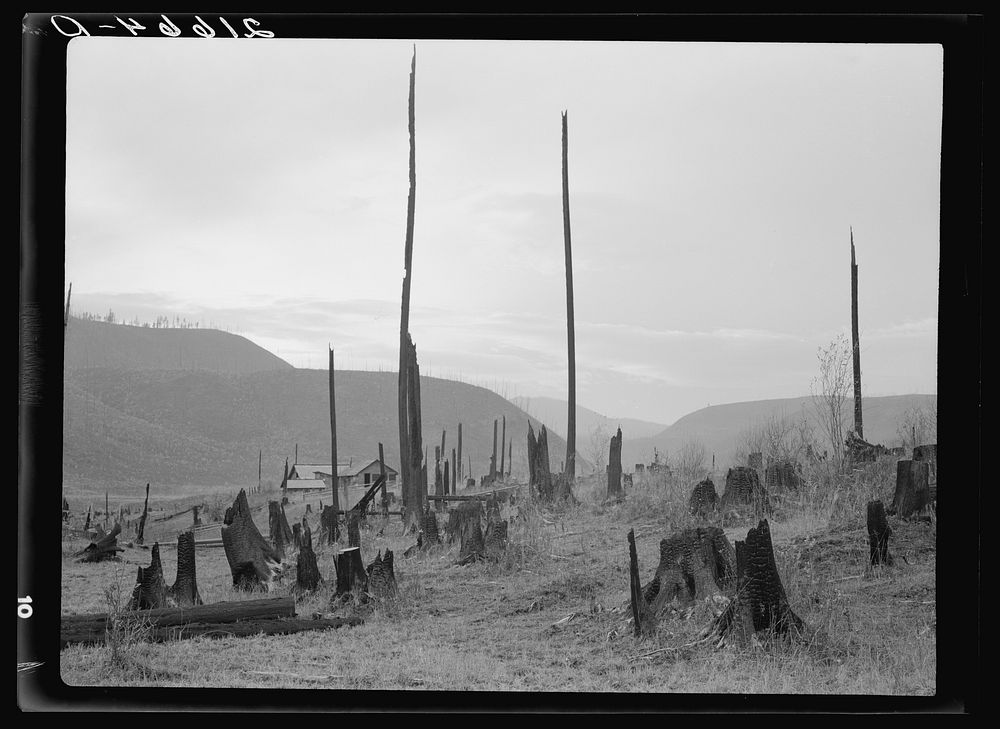 View of the Halley farm. Priest River Peninsula. Bonner County, Idaho. See caption 51. Sourced from the Library of Congress.