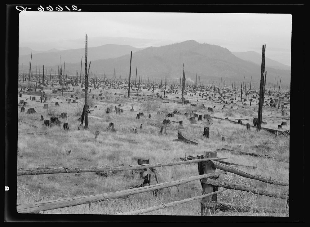 [Untitled photo, possibly related to: Stumps and sags on uncleared land. Priest River country, Bonner County, Idaho. General…