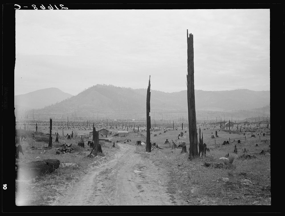 Landscape: stumps, sags, and stump farm in Priest River Valley. Bonner County, Idaho. General caption 49. Sourced from the…