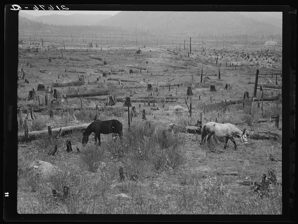 Horses pasturing among stumps and snags. Priest River Valley, Bonner County, Idaho. General caption 49. Sourced from the…