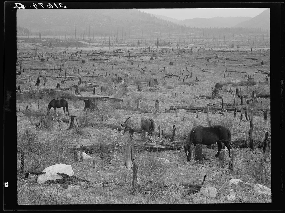 [Untitled photo, possibly related to: Horses pasturing among stumps and snags. Priest River Valley, Bonner County, Idaho.…