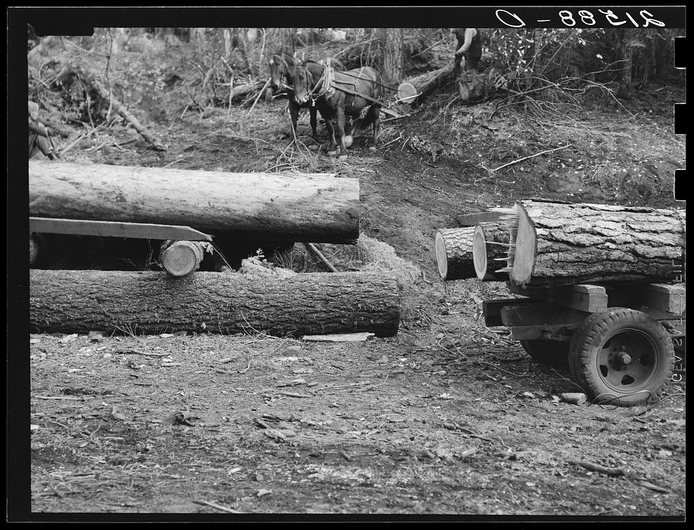 [Untitled photo, possibly related to: Members of Ola self-help sawmill co-op rolling white fir log to lumber truck with…
