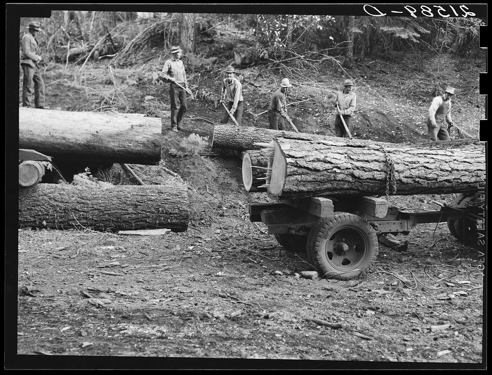 Members of Ola self-help sawmill co-op rolling white fir log to lumber truck with peavies. Hooked and spiked sticks used as…