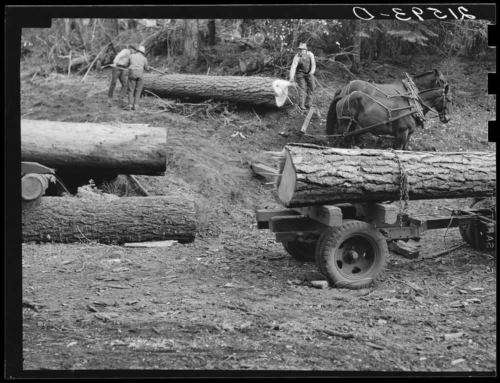 [Untitled photo, possibly related to: Members of Ola self-help sawmill co-op rolling white fir log to lumber truck with…