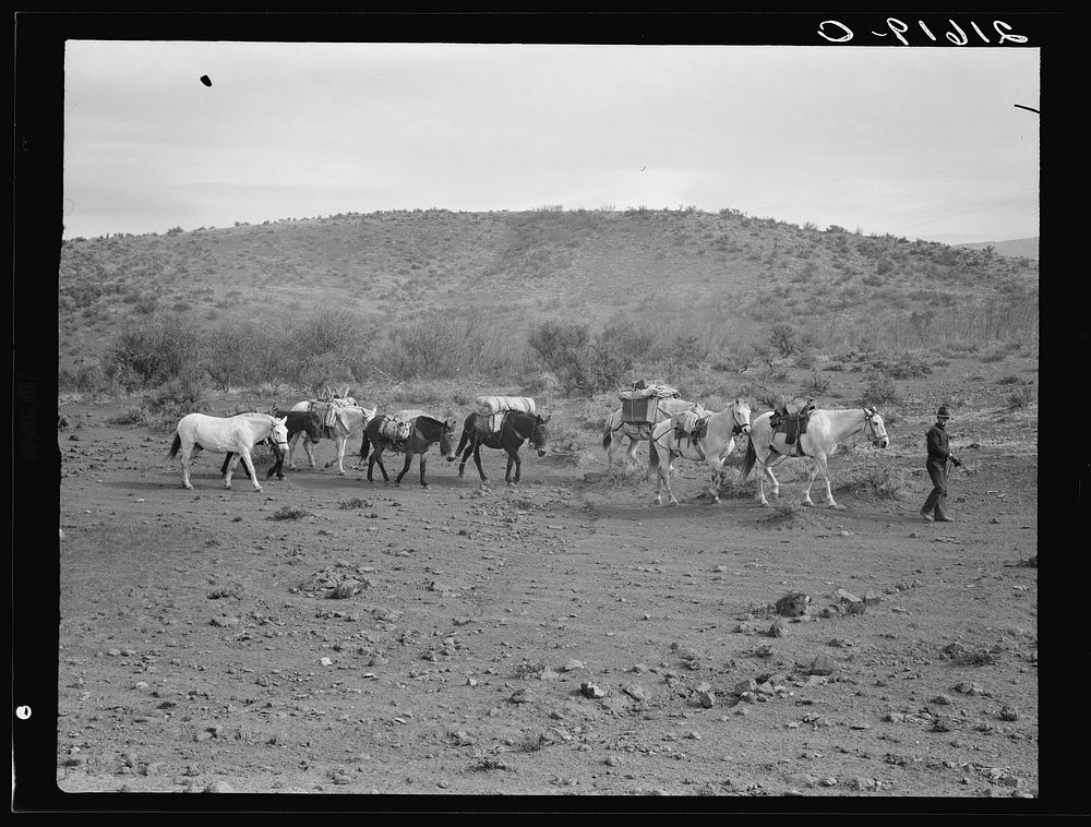 Sheep herders' pack train coming down from summer camp. Washington County, Idaho. Sourced from the Library of Congress.