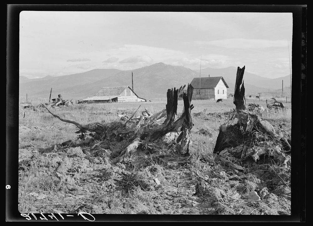 Evanson new home, looking across land which has recently been cleared by . Priest River Valley, Bonner County, Idaho. See…