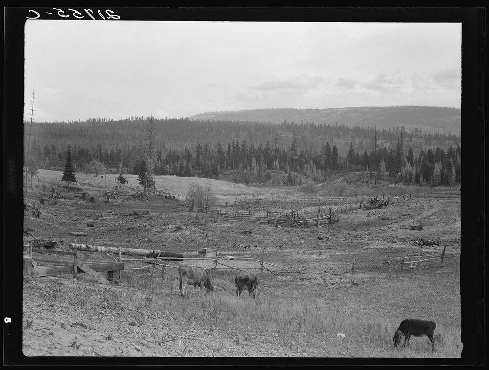 Looking over the Unruf farm from the barn. Note garden enclosed in fence. Boundary County, Idaho. See general caption 52.…