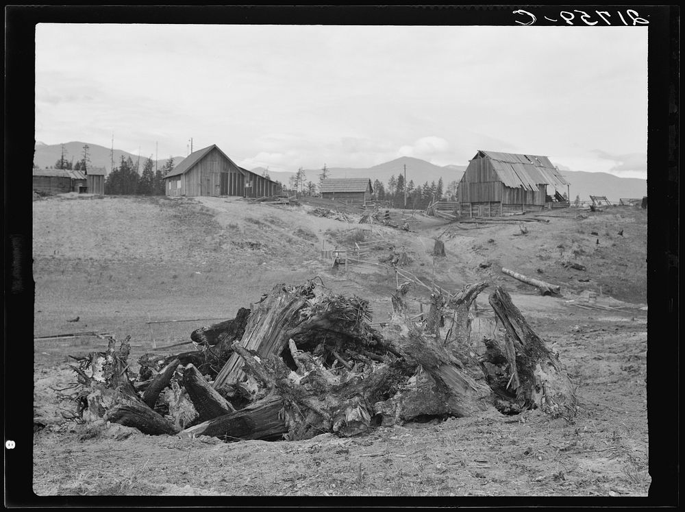 Stump pile, ready to burn, house, barn, and farm buildings on Unruf farm. Boundary County, Idaho. See general caption 52.…
