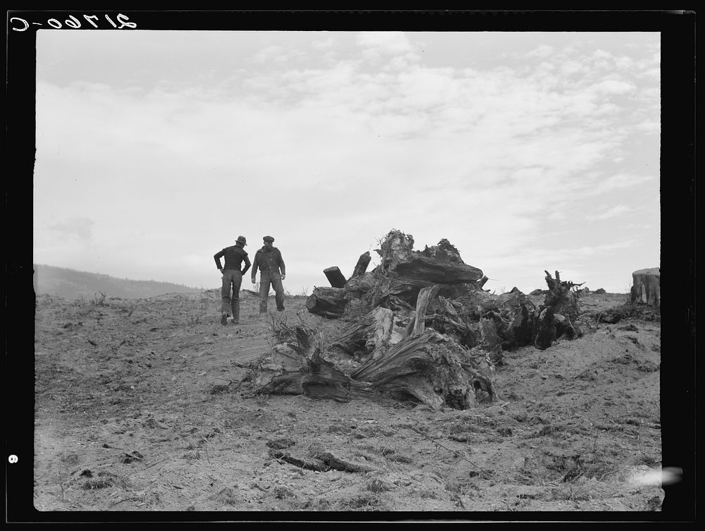 Father and son have cleared thirty acres of raw stump land in three years. Boundary County, Idaho. See general caption 52.…