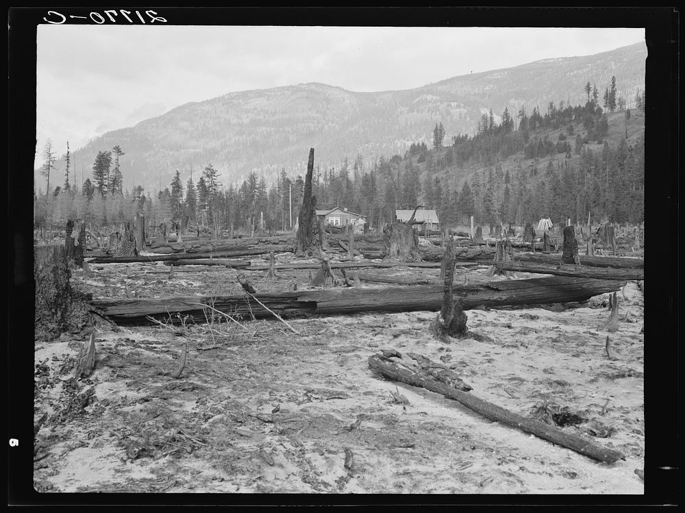 New farm home. Note second growth timber and portion of their uncleared land. Boundary County, Idaho. See general caption…