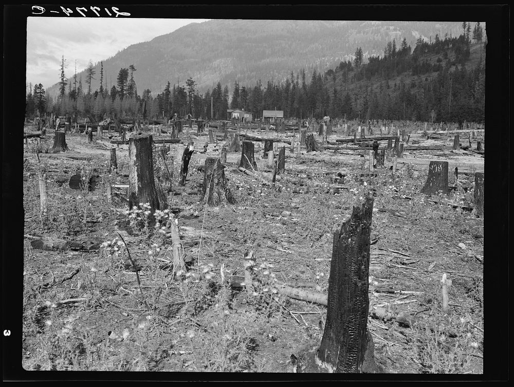 New farm home. Note second growth timber and portion of their uncleared land. Boundary County, Idaho. See general caption…