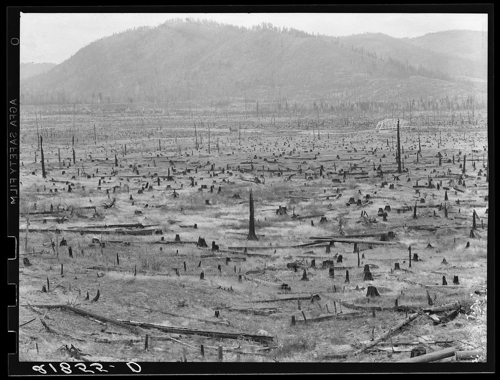 Priest River Valley, where many settlers grow hay between the stumps.  Bonner County, Idaho. See general caption 49. Sourced…