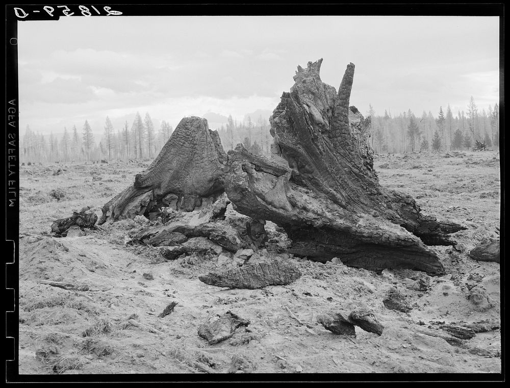 [Untitled photo, possibly related to: Cedar stump pile which is being burned off in field. Family is clearing this land by…