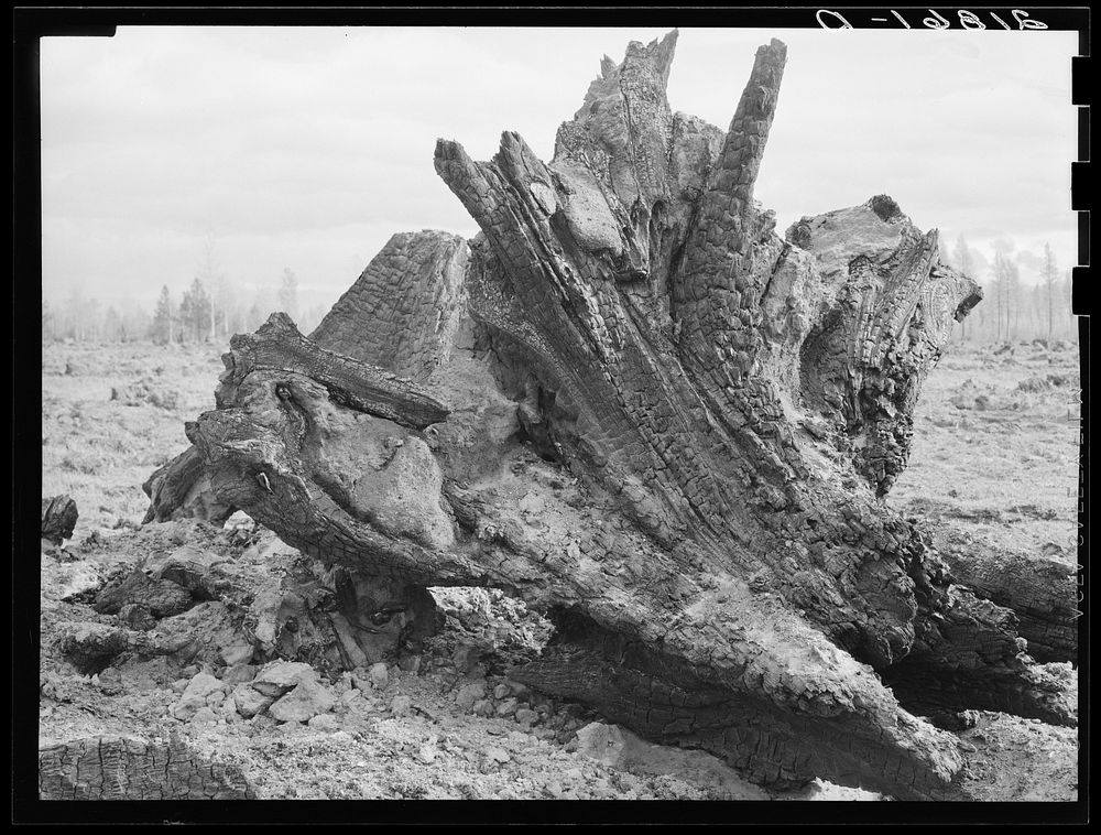 [Untitled photo, possibly related to: Cedar stump pile which is being burned off in field. Family is clearing this land by…