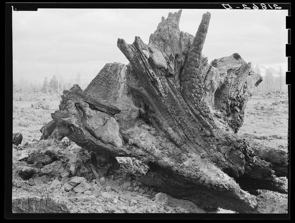 Cedar stump in field which family is clearing by means of FSA (Farm Security Administration) loan. Boundary County, Idaho.…