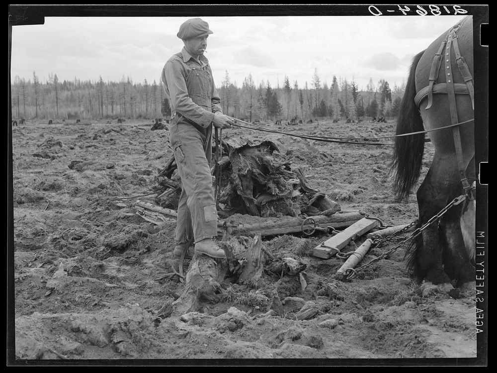 [Untitled photo, possibly related to: Ex-lumber mill worker clears eight-acre field after  has pulled stumps. Boundary…