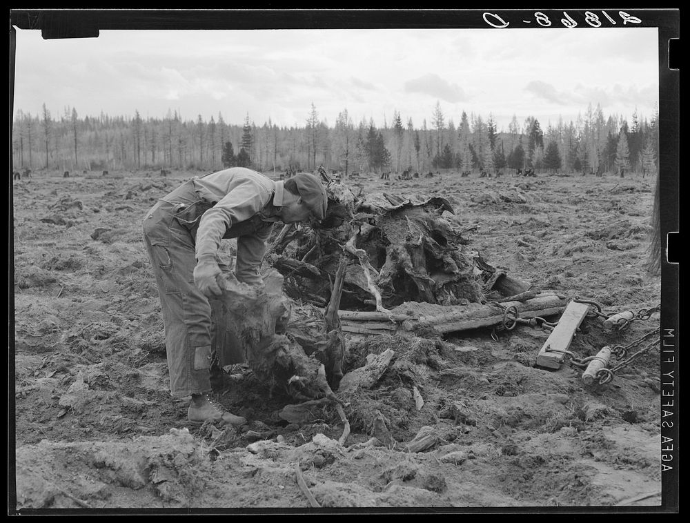 [Untitled photo, possibly related to: Ex-lumber mill worker clears eight-acre field after  has pulled stumps. Boundary…