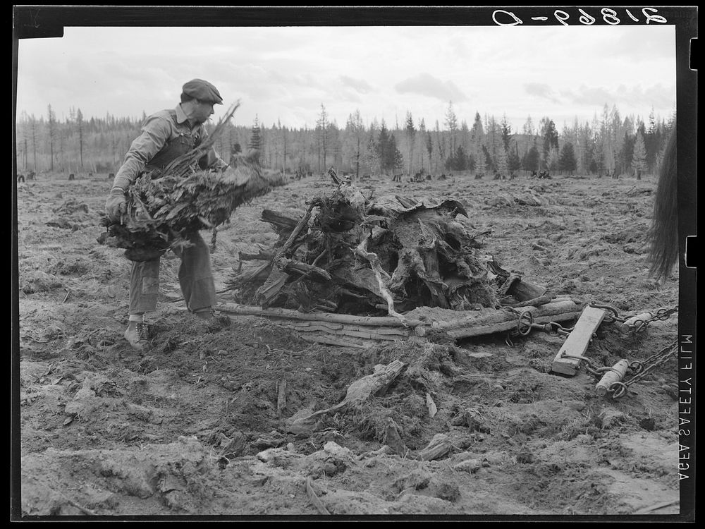 Ex-lumber mill worker clears eight-acre field after  has pulled stumps. Boundary stumps. Boundary County, Idaho. See general…