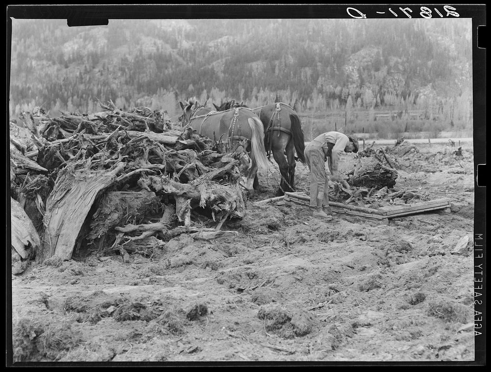 Ex-lumber mill worker clears eight-acre field after  has pulled stumps. Boundary stumps. Boundary County, Idaho. See general…