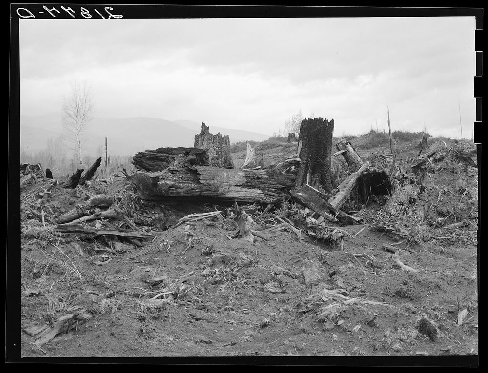 [Untitled photo, possibly related to: New settlers shack at foot of hills on poor sandy soil. Boundary County, Idaho. See…
