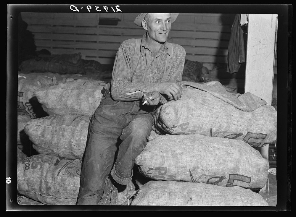 [Untitled photo, possibly related to: Klamath Basin potato farmer. He remembers when the first carload of potatoes left this…