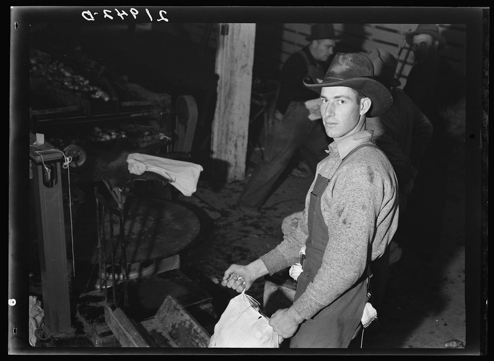 [Untitled photo, possibly related to: In packing shed, grading and sacking potatoes in twenty-five pound sacks for the chain…