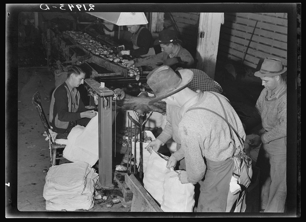 In packing shed, grading and sacking potatoes in twenty-five pound sacks for the chain store trade. Tulelake, Siskiyou…