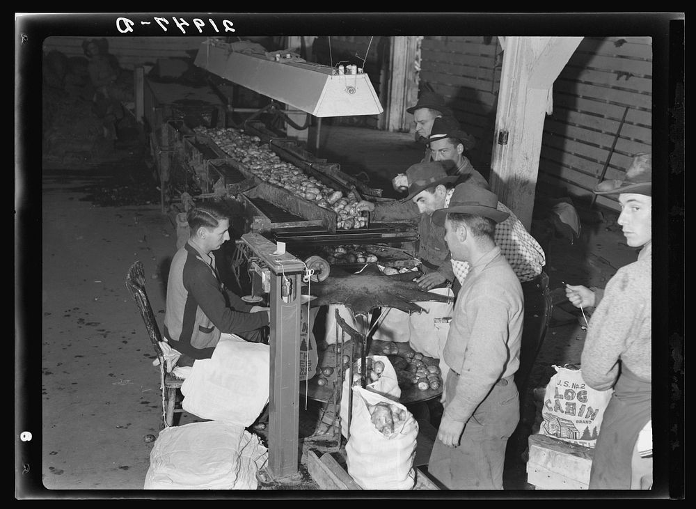 [Untitled photo, possibly related to: In packing shed, grading and sacking potatoes in twenty-five pound sacks for the chain…