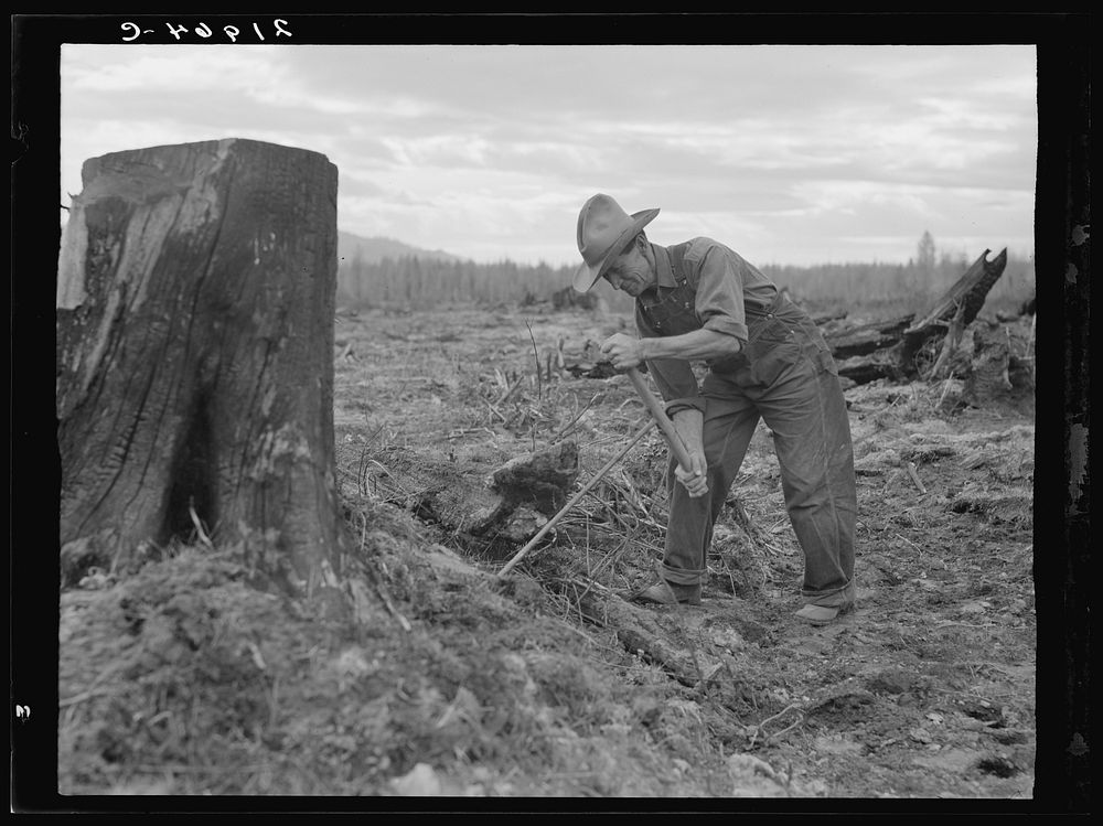 [Untitled photo, possibly related to: Shows method of pulling tomarack stump. Drilling hole for dynamite with auger. Box…