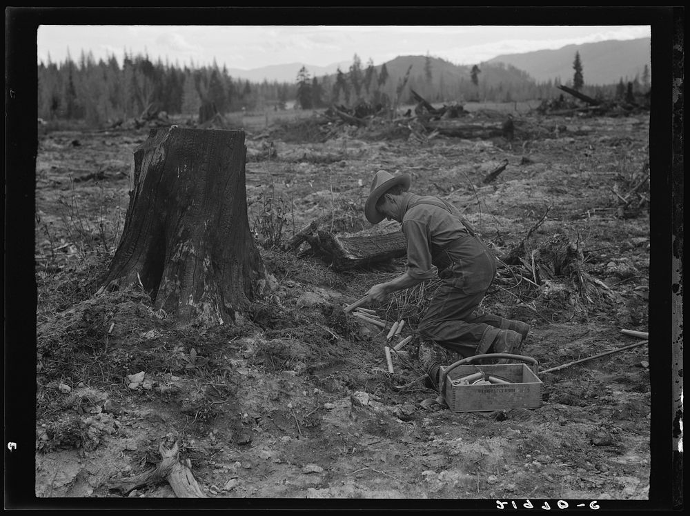 Stump farmer prepares to blow out tamarack stump. Shown tamping in dynamite in prepared hole. Bonner County, Idaho. Sourced…