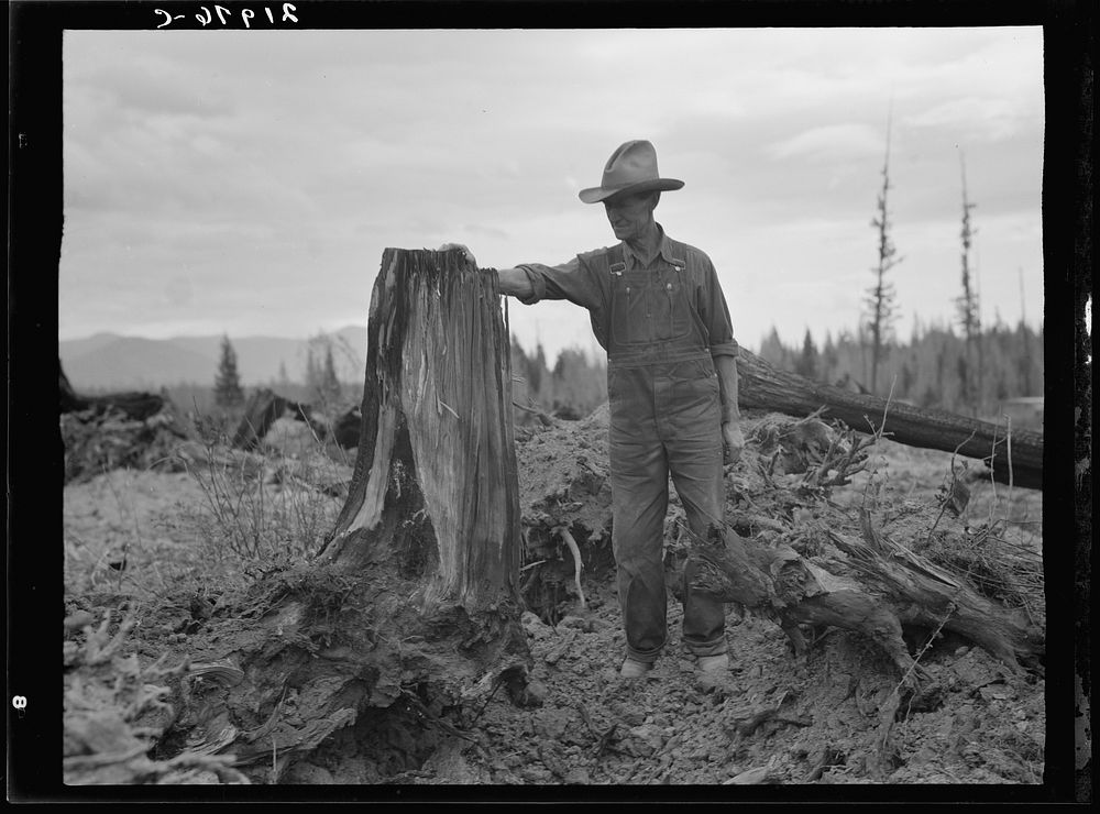 [Untitled photo, possibly related to: Shows stump on cut-over farm after blasting. Bonner County, Idaho]. Sourced from the…