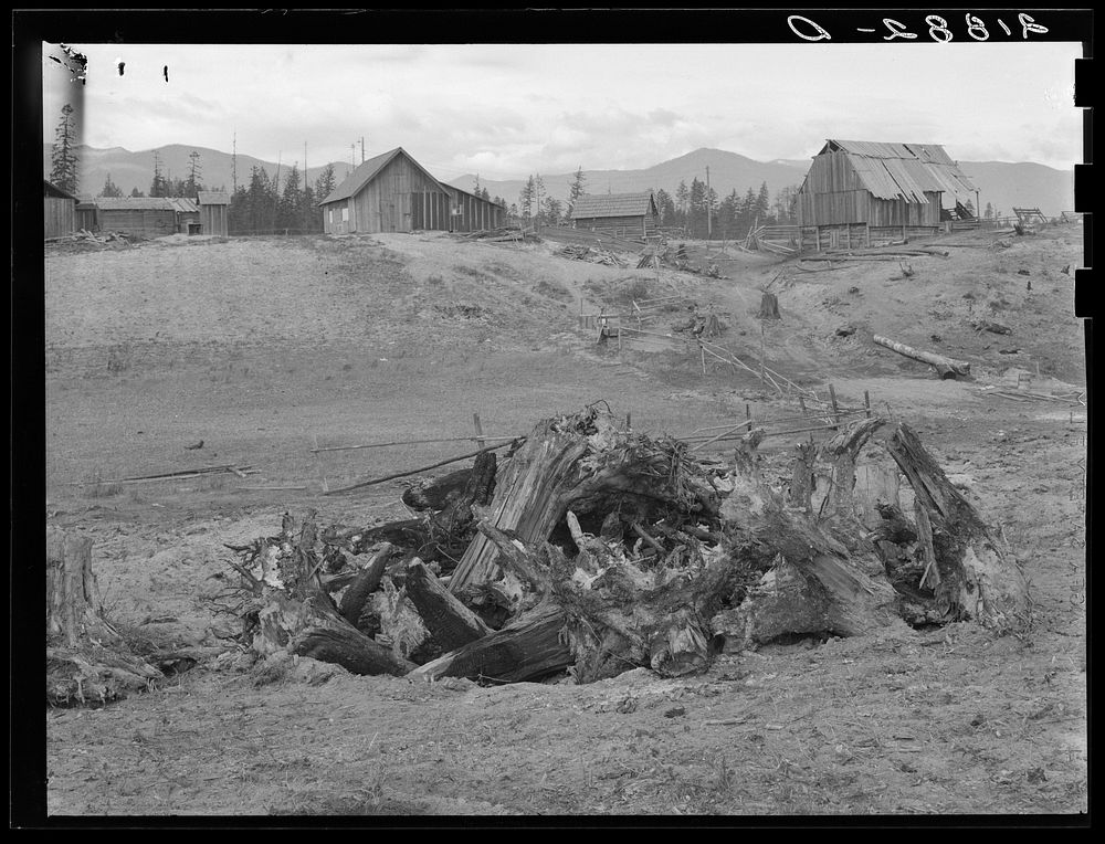 [Untitled photo, possibly related to: The Unruf family, stump pile, and their partly developed farm. Boundary County, Idaho.…