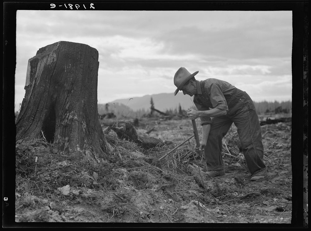 [Untitled photo, possibly related to: Shows stump on cut-over farm after blasting. Bonner County, Idaho]. Sourced from the…