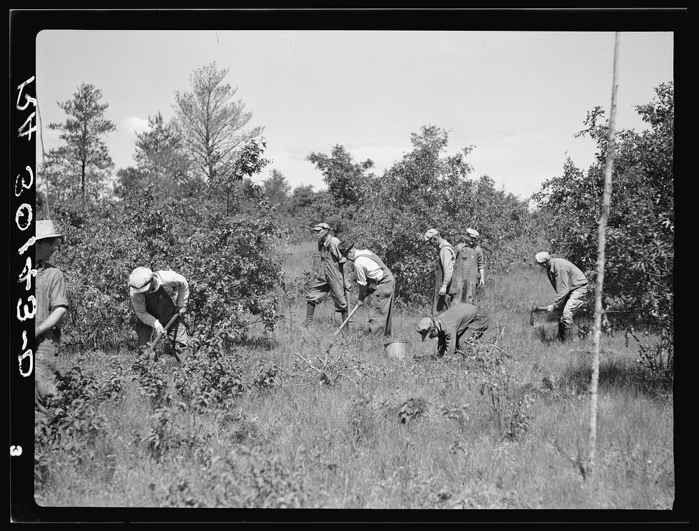 Tree planting. Black River Falls land use project, Wisconsin by Russell Lee