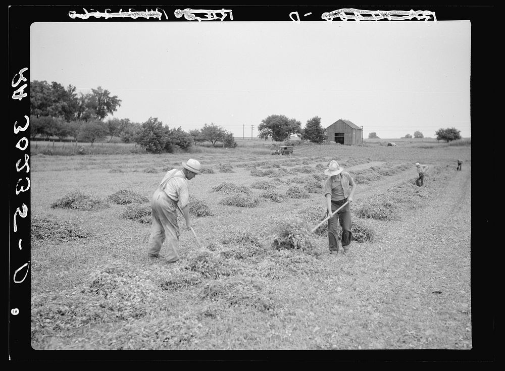 [Untitled photo, possibly related to: Stacking pea vines preparatory to loading on truck. Near Sun Prairie, Wisconsin] by…
