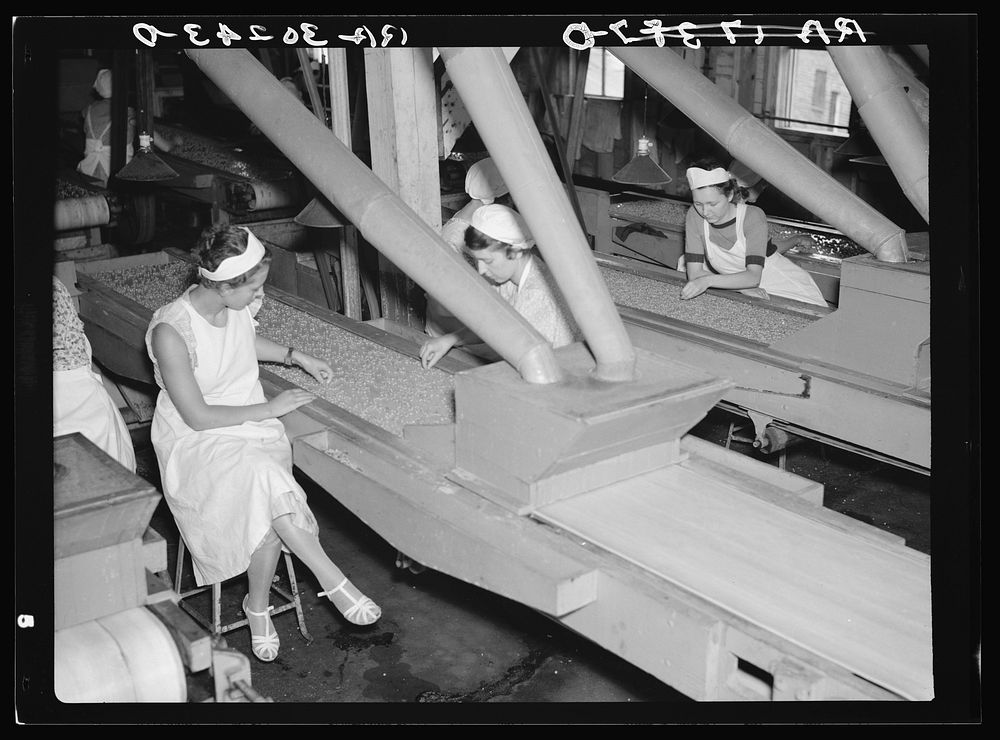 Girls checking quality of peas at canning factory. Sun Prairie, Wisconsin by Russell Lee